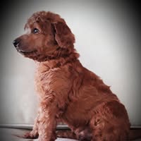 Irene Lynn's profile image