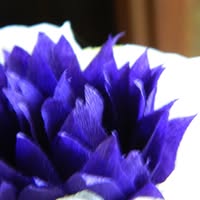 Dakota Pace's profile image