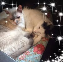Ann M Keeney's profile image