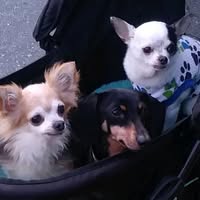 Dawn Pollock's profile image