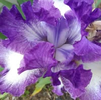 Joanna Walston Emely's profile image