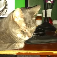 Michael Minlionica's profile image