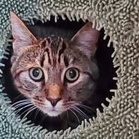 Dawn C Windett's profile image