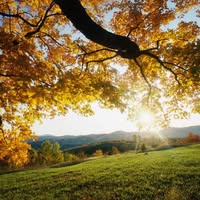 Lynn Herscher's profile image