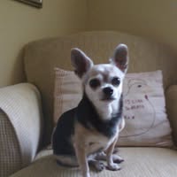 Bonnie Ricker's profile image