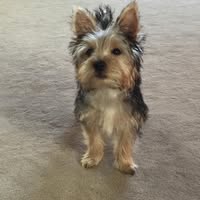 Renette Cutillo Rothenburger's profile image