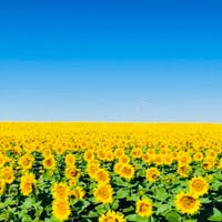Nancy Werstler's profile image
