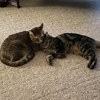 Connie Biesel Henderzahs's profile image