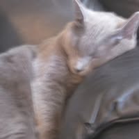 Sharon Dickenson's profile image