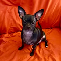 Cherall Gunnell Humble's profile image