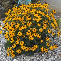 Linda Curtsinger's profile image