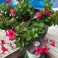 Tammy Lucas-Ritchie's profile image