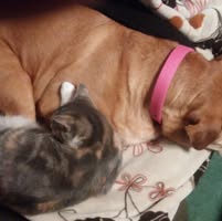 Biffy Perazza's profile image