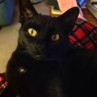 Lynn Tyler's profile image