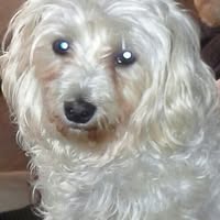Theresa Dickman's profile image