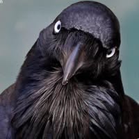 Diana Brian's profile image