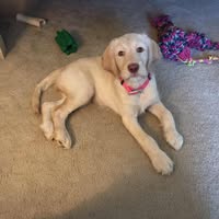 Tammy Losure's profile image