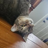 Tiffany George's profile image