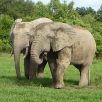Janet Marie Burdon Cotton's profile image