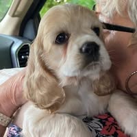 Donna Stoops's profile image