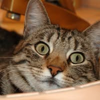 Jady Rue's profile image