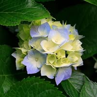 Conni Isenberg-Smolder's profile image