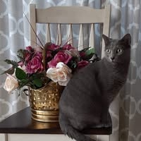Norma Dragani's profile image