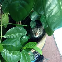 Liz Chavez's profile image