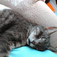 Janice Kilnowitz's profile image