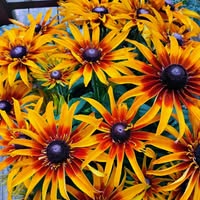 Debbie Greer Dauscha's profile image