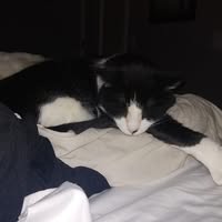 Tesla Colling's profile image