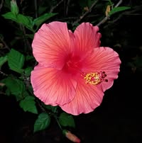 Nelda Hanes's profile image