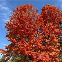 Angela Phelps Muth's profile image