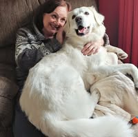 Lynn Yule Hooper's profile image