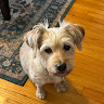 Brigid C.'s profile image