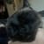 Max Ghilarducci's profile image