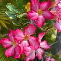 Cindy Westerhout's profile image