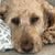 Lori Brown's profile image