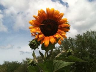Summer W.'s profile image