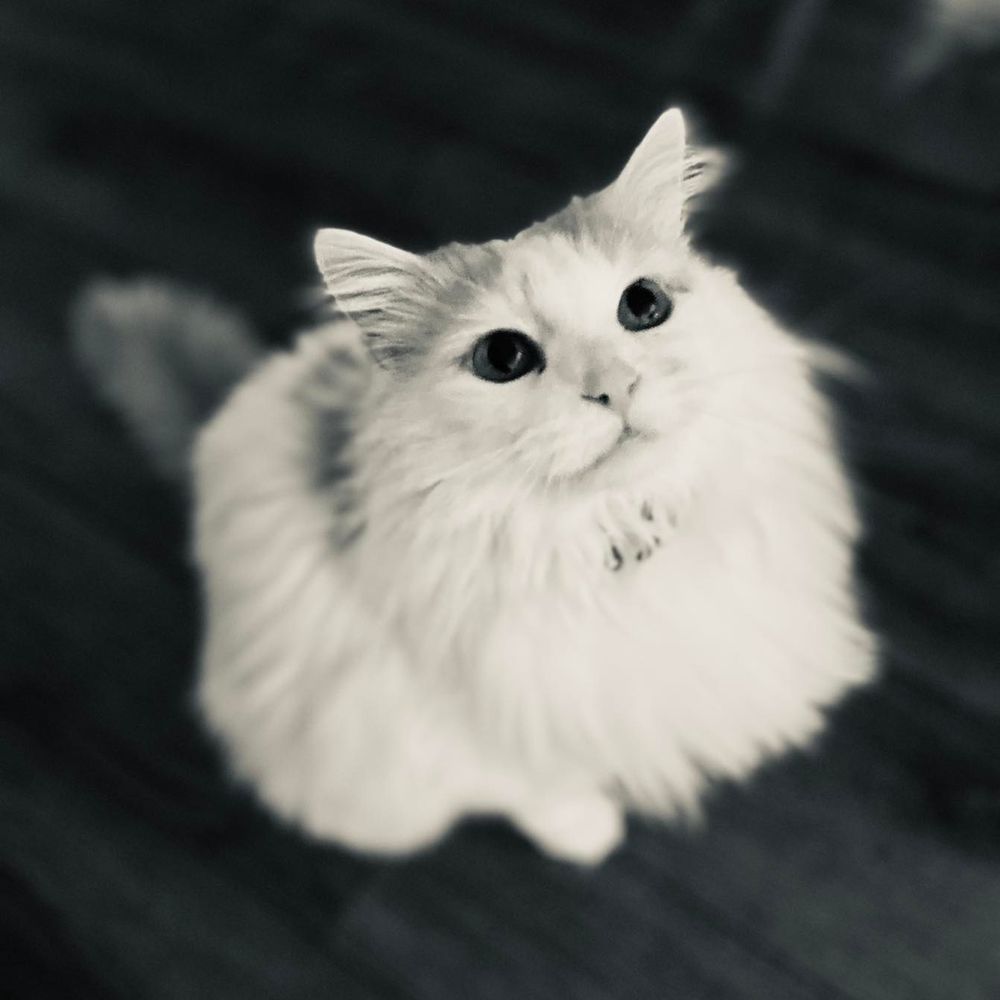 Lulu R.'s profile image