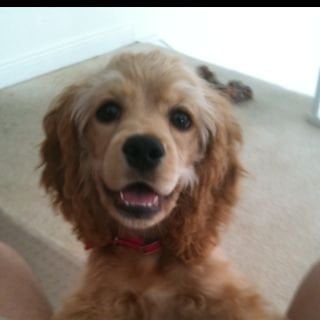 Simon P.'s profile image