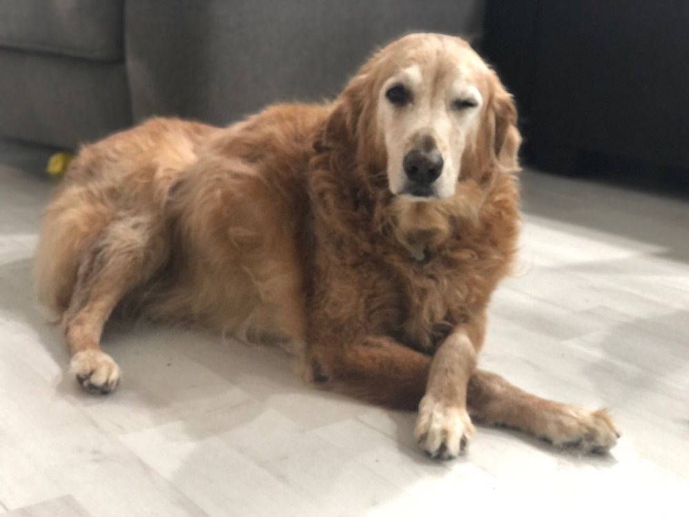 Rachel F.'s profile image