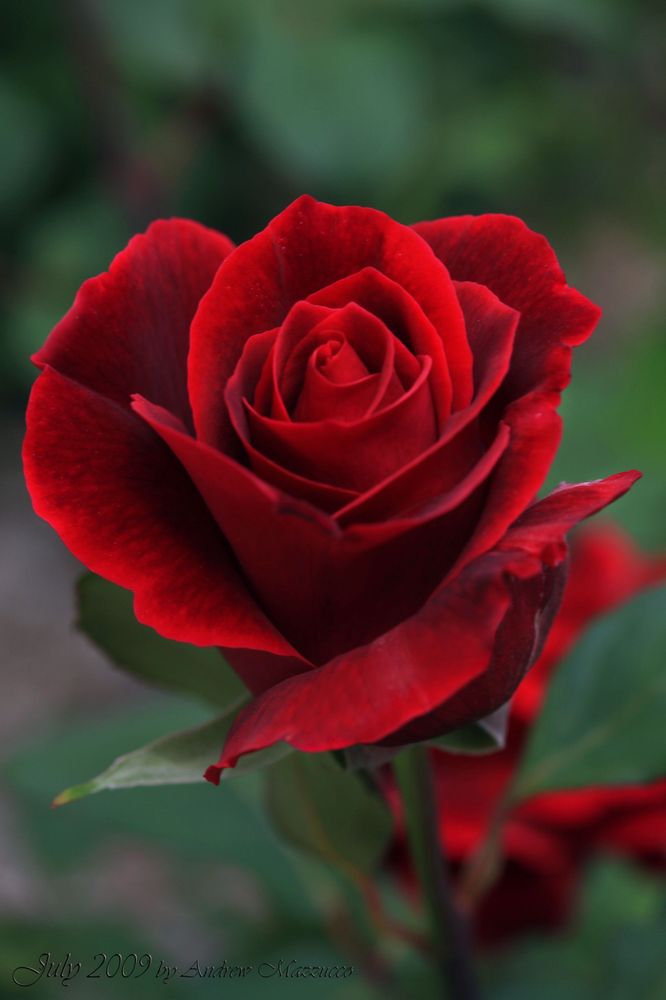 Rose R.'s profile image