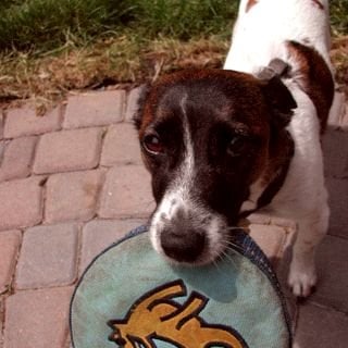 Frank L.'s profile image