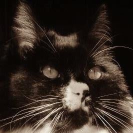 Vickie S.'s profile image