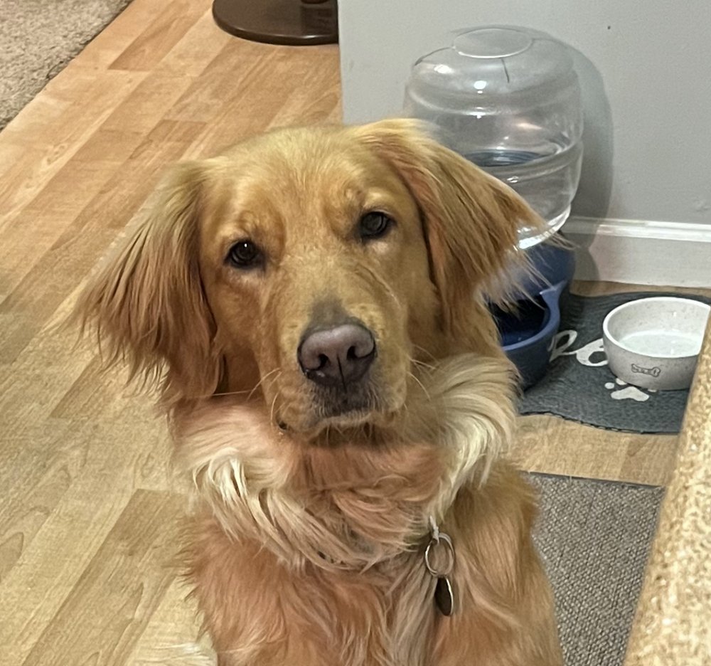 Heidi D.'s profile image