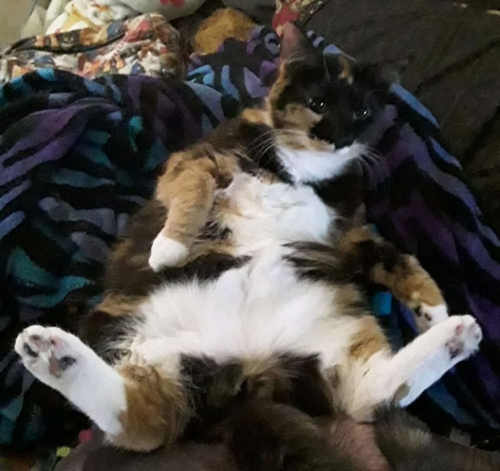 St.PapaKitty M.'s profile image