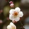 Lihua L.'s profile image