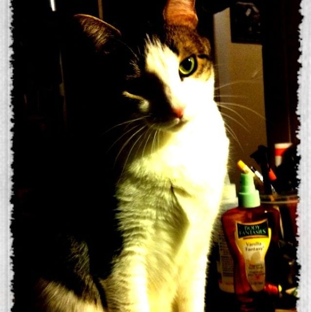 Missy H.'s profile image