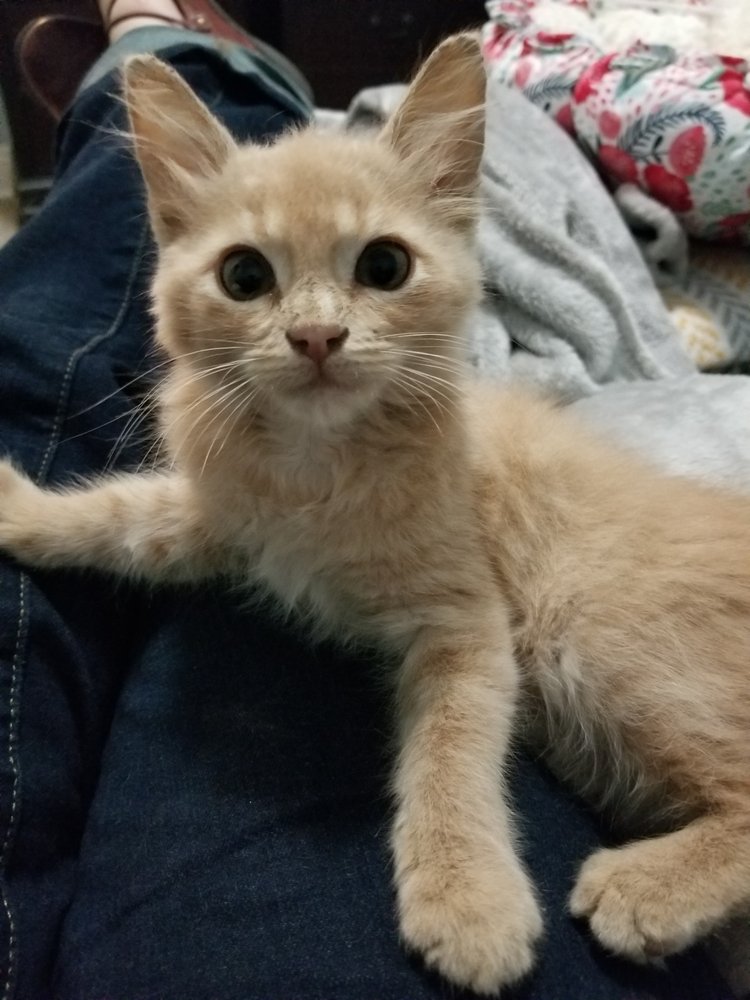 Catie K.'s profile image